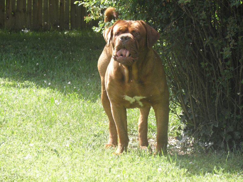 Caruso Du regard de breizh