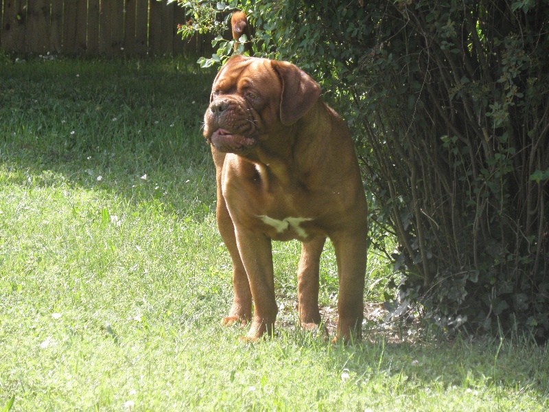 Caruso Du regard de breizh