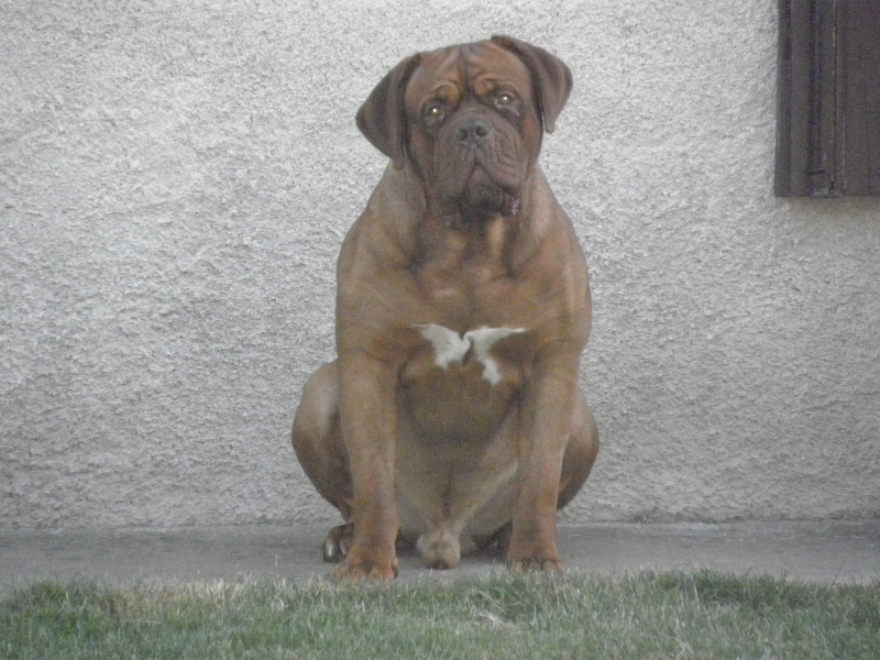 Caruso Du regard de breizh