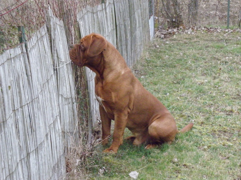 Caruso Du regard de breizh