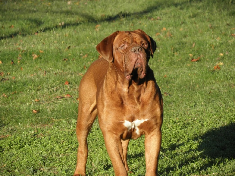 Caruso Du regard de breizh